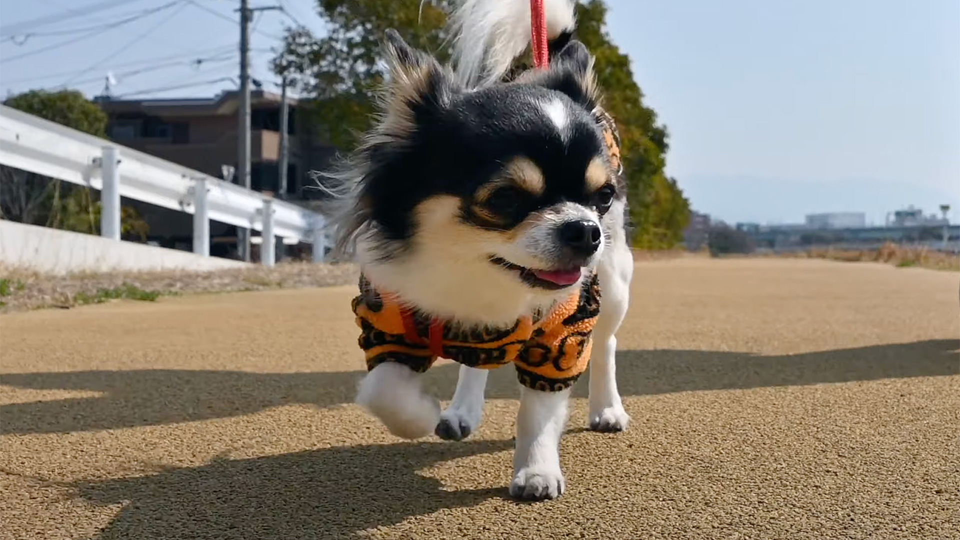 いぶし銀の写真家たち　ビデオ　映像